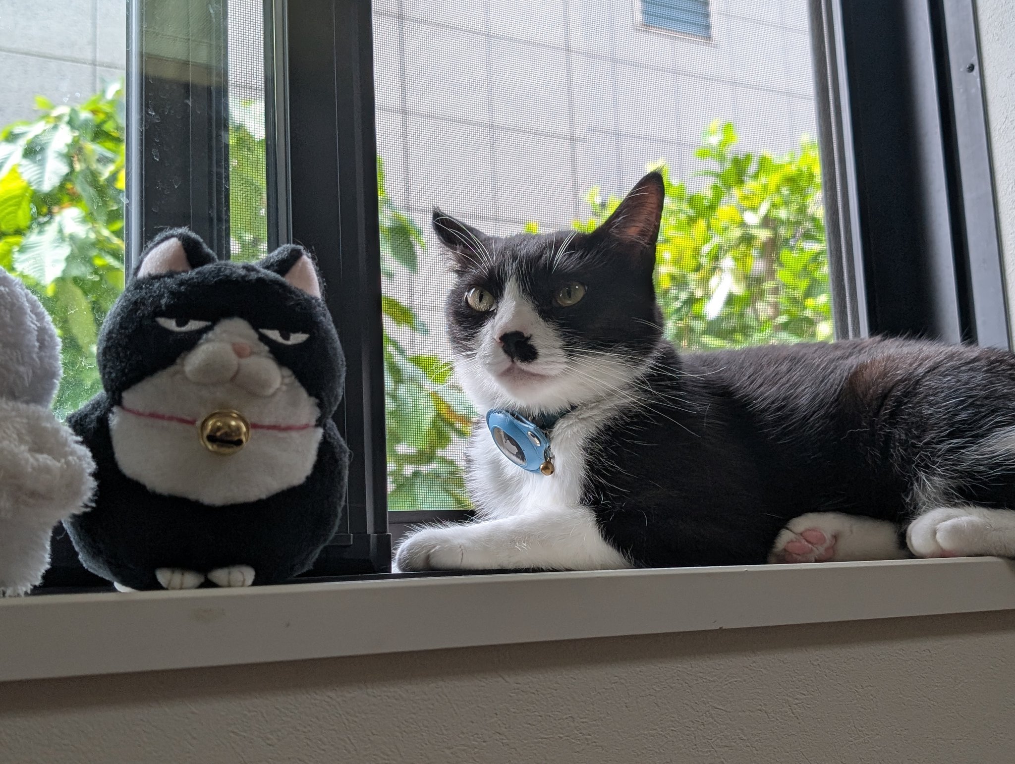 鳥猫 on X: 