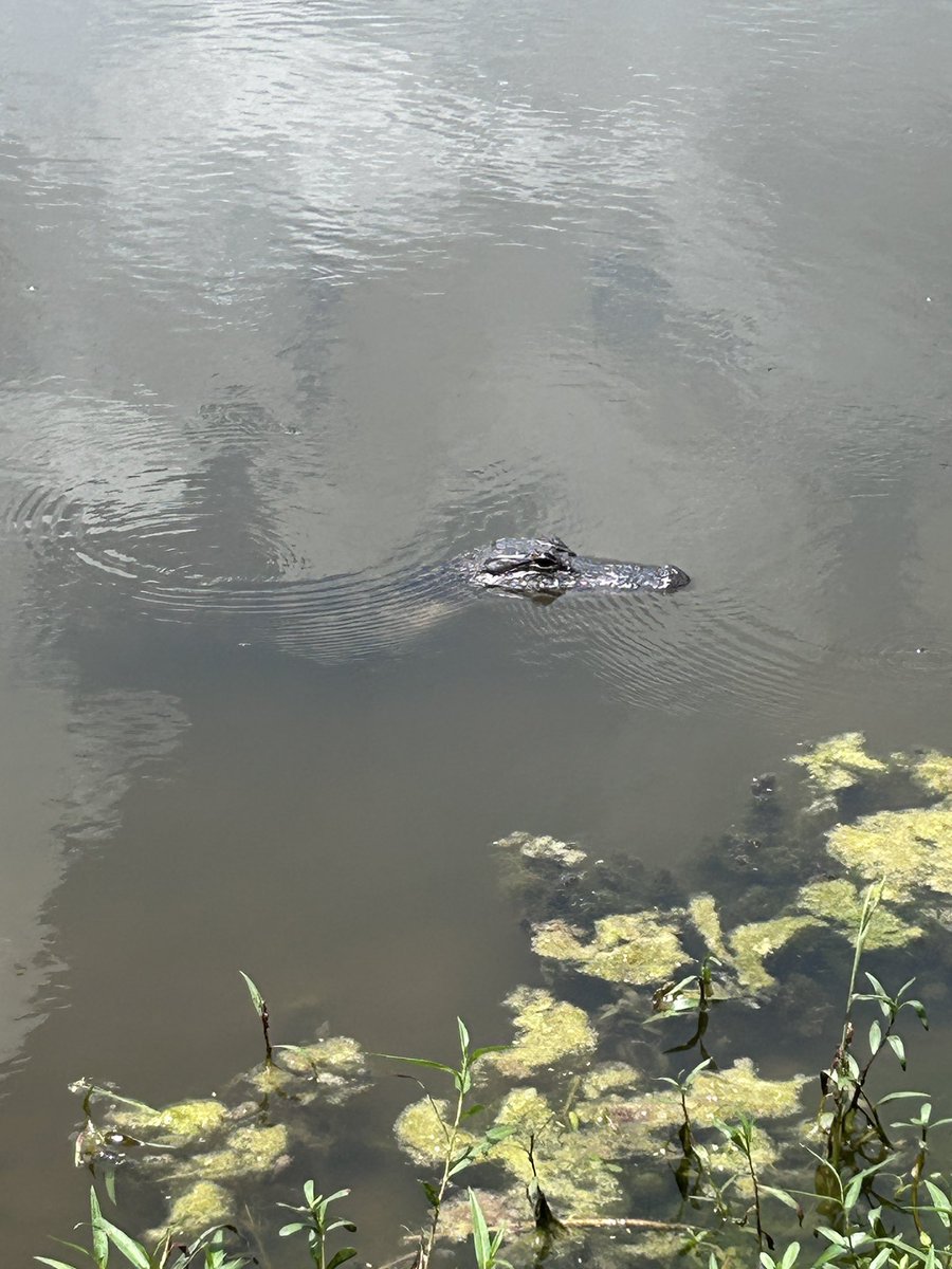 TXzachTX's tweet image. Little guy was checking out the catch (perch). Time to walk back to the house and start a fire