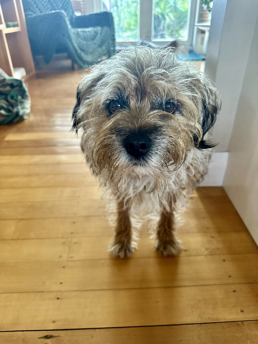 MossTheBT's tweet image. Apparently I’m not supposed to bark at the kids on their way to school 🤷‍♂️
Was just encouraging them along 😬