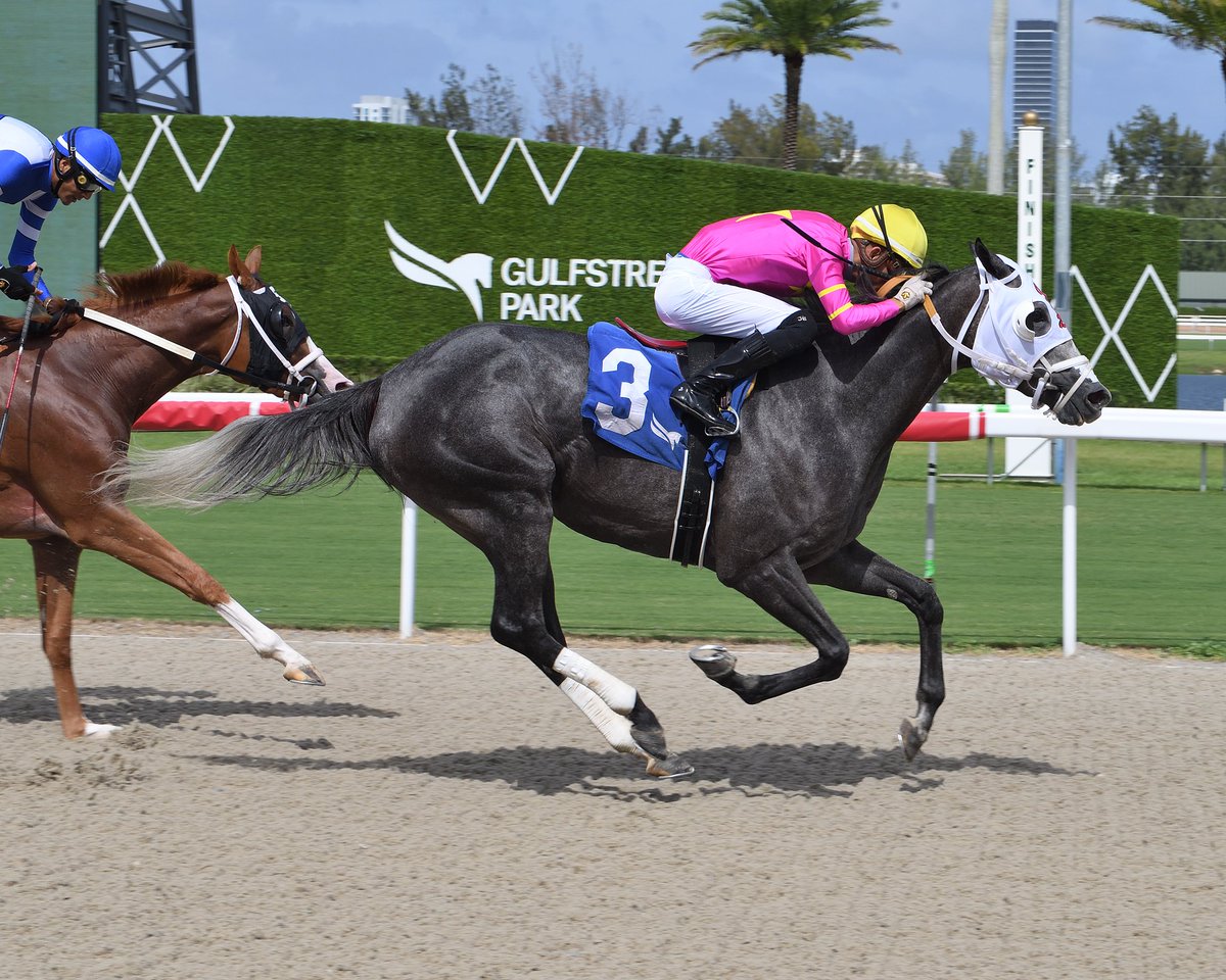 Gulfstream Park (@gulfstreampark) on Twitter photo Diamond N Thrills, with apprentice <a href="/yoltorresjockey/">Yolber Torres</a>, takes race 7 for trainer <a href="/VictorEBarboza/">Victor Barboza Jr</a>. #GulfstreamPark #RoyalPalmMeet Diamond N Thrills, with apprentice <a href="/yoltorresjockey/">Yolber Torres</a>, takes race 7 for trainer <a href="/VictorEBarboza/">Victor Barboza Jr</a>. #GulfstreamPark #RoyalPalmMeet