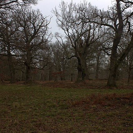 Fewer young trees surviving to maturity in UK #trees #forests #woodland #treeplanting

naturalworldfund.com/fewer-young-tr…