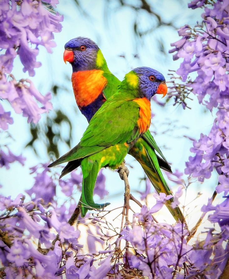 lhkjade921's tweet image. #birds nature color wonder world🪺🦜