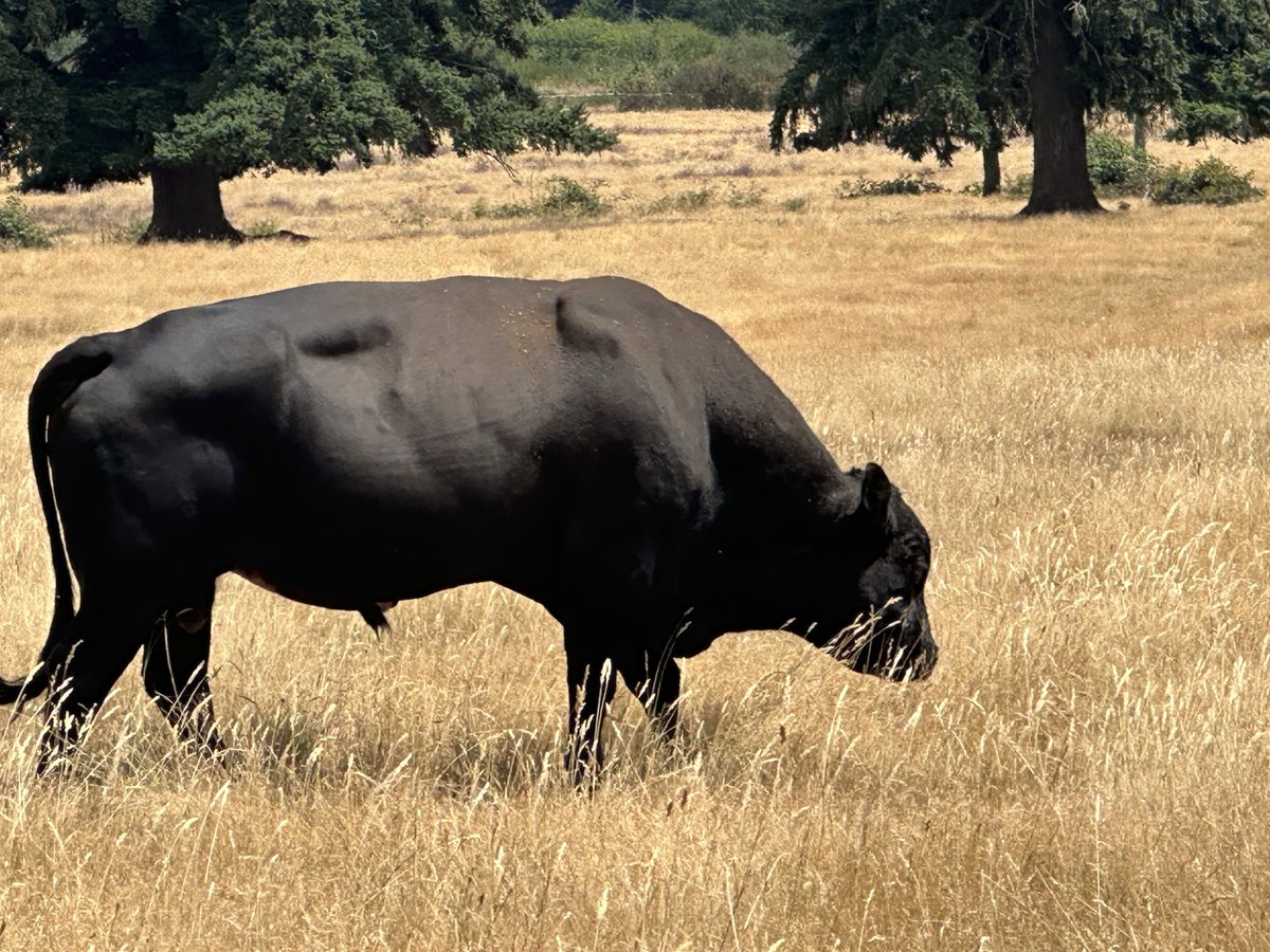 WhimsicalFarmgr's tweet image. Don’t pet the bulls!! 😂 swear I’ve seen people pull up and try. 🤦♀️