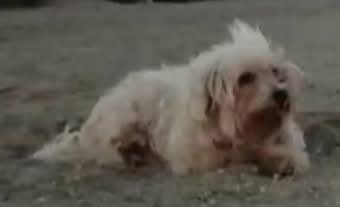 🆘🆘¡¡ATENCIÓN!!🆘🆘
Se ha perdido este abuelito por la ronda Ponent #Sabadell #Barcelona
Tiene 17 años, no ve ni oye mucho, su familia está desesperada, puede que alguien lo haya recogido.
Contacto 📞607 042 806
Máxima difusión🙏
📣📣📣
#XarxaBarcelonaPerduts #FemXarxa
