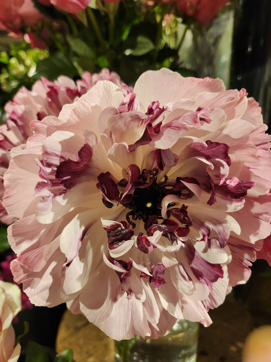 おはようございます🌤️
いつもありがとうございます💖✨
今週もよろしくお願いします♪✨
体温超えの危険な暑さに
なる日もありそうです☀💦
昼夜問わず熱中症対策を
してくださいね！
よい1日となりますように♪✨

🍃ラナンキュラス🍃💜♡🍃💜♡