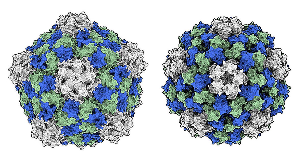 _K_Stiles's tweet image. A virus that typically infects black-eyed peas is showing great promise as a low-cost, potent cancer immunotherapy—and researchers are uncovering why. medicalxpress.com/news/2025-07-v… @medical_xpress