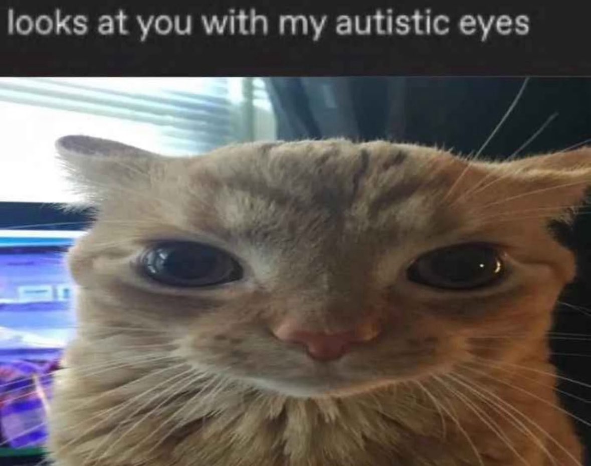 LiterallyMeCats (@literallymecats) on Twitter photo 