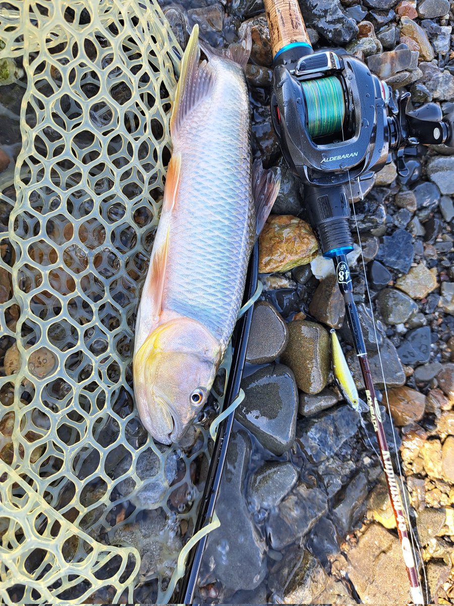 shingo52840770's tweet photo. 夏の琵琶湖☀️
毎年楽しみにしてるライトゲーム🎣
＃ボンバダ
＃アルデバランBFS 
＃Dコン
＃クプアス48
＃琵琶湖に浸かり夕涼み https://t.co/gKk6G7wG9i