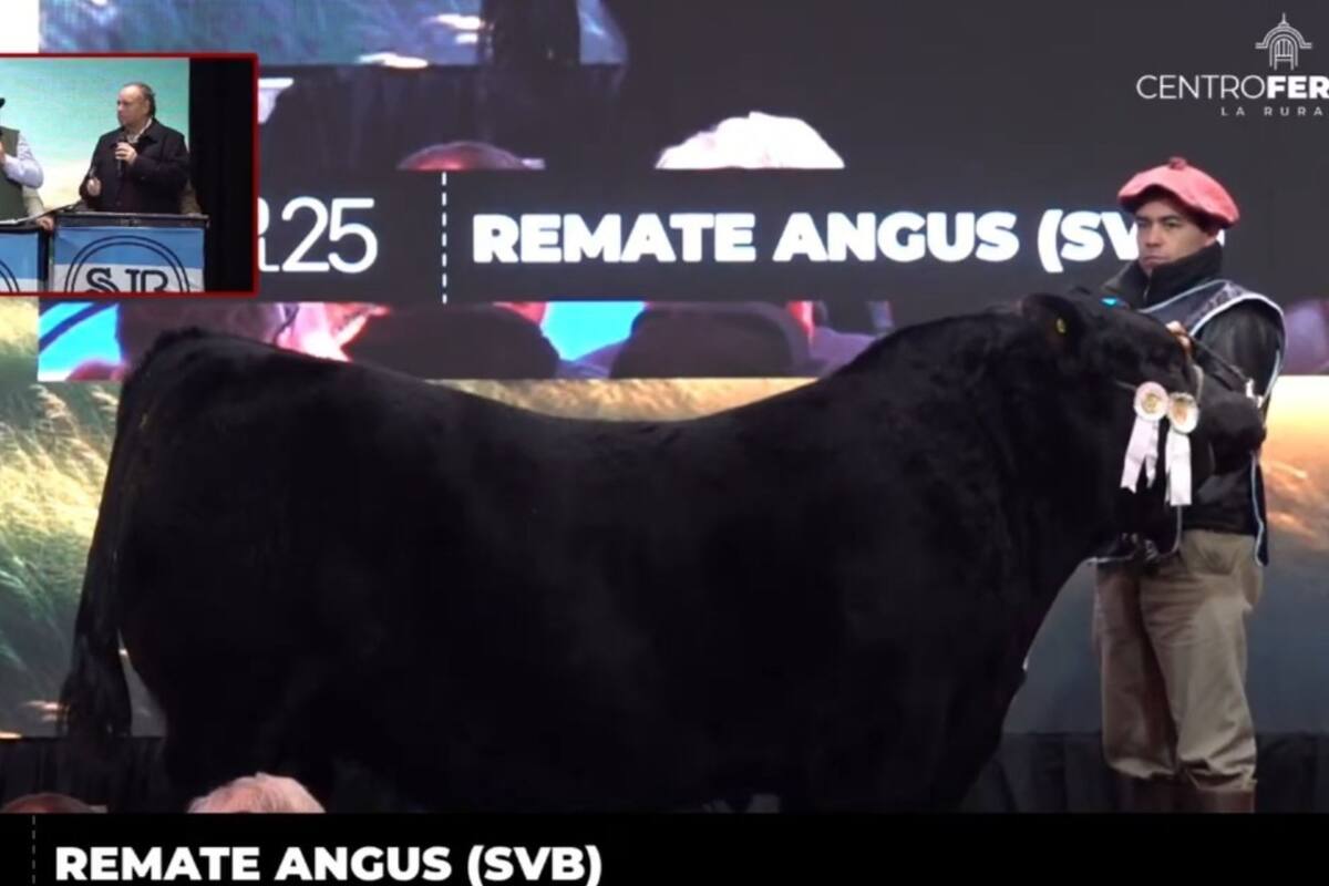 LNcampo's tweet image. “Picante” dio que hablar: un toro Angus se vendió en $115 millones en la Exposición Rural de Palermo dlvr.it/TM8CX2