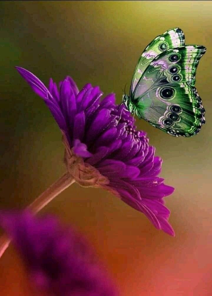 lhkjade921's tweet image. #NatureBeauty Colorful nature brings you a joyful and beautiful New week🌹🪺