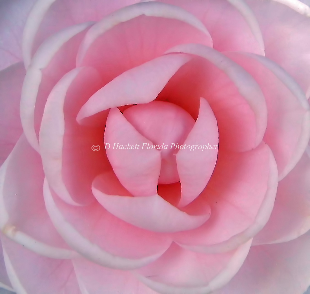 dhackett4150's tweet image. This beautiful pink Camellia flower was blooming in my friends garden in rural Florida Camellias are known for their winter and early spring blooming season, adding a splash of color to the often-dreary landscape. donna-hackett.pixels.com/featured/pink-…