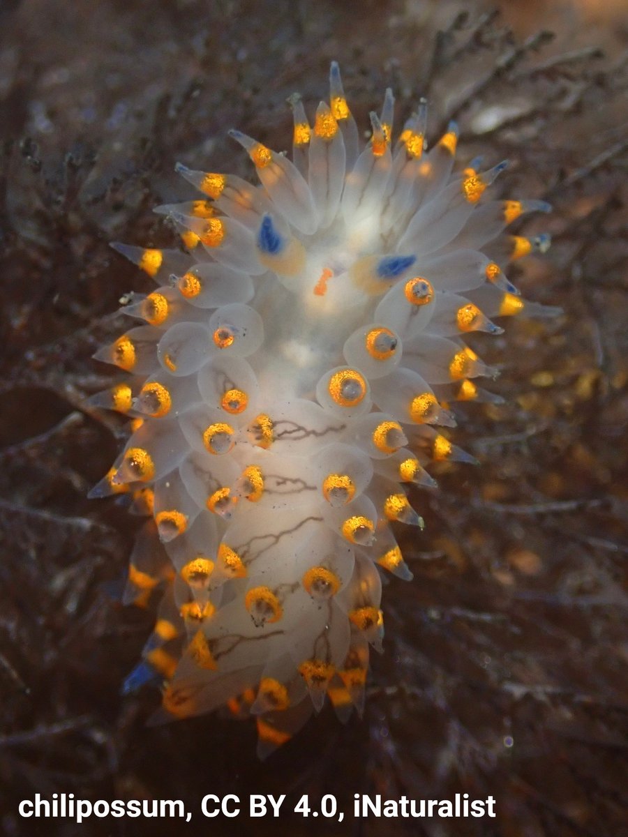 AMNH's tweet image. Behold the cockscomb nudibranch, aka the “Santa Barbara nudibranch.” Growing ~1.97 in (5 cm) long, this tiny burst of color can be found off the coast of California. Like other nudibranchs, this shell-less mollusc breathes through the branch-like gills on its back.