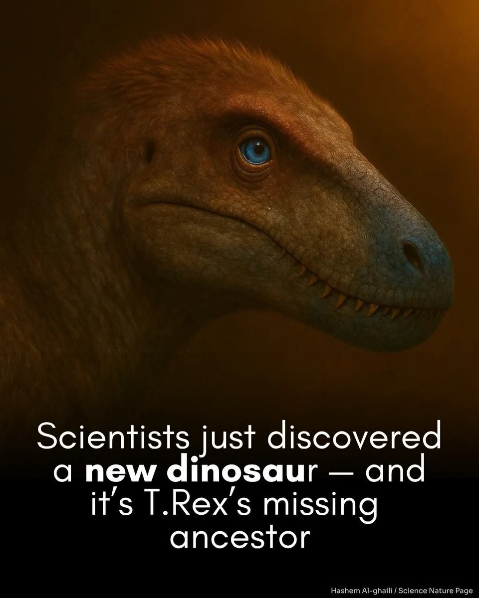 JaysonDC123's tweet image. Before T. rex ruled the globe, there was another king of the world. 

And scientists just found it. 

Paleontologists have uncovered a new species of tyrannosauroid dinosaur in Mongolia that represents the closest-known ancestor of the iconic Tyrannosaurus rex.

 Named…