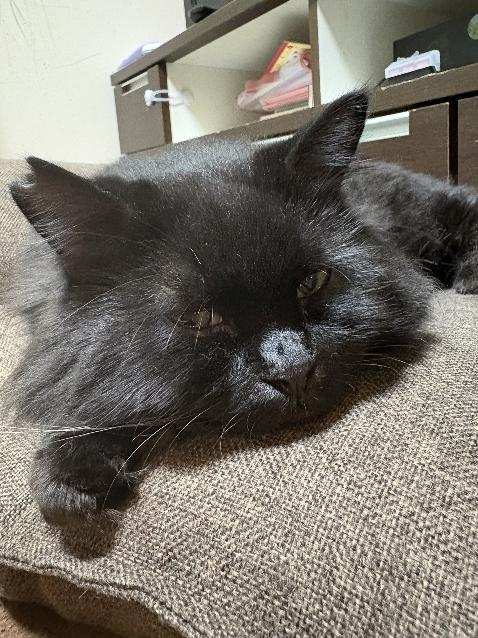 ☆☆ふりむき美人猫　優雅なひとときバッグ☆☆ ♥底はコロンと丸底♥ 乙女ココロ浪漫ちっく バッグ＆雑貨 PUKU ネットショップ