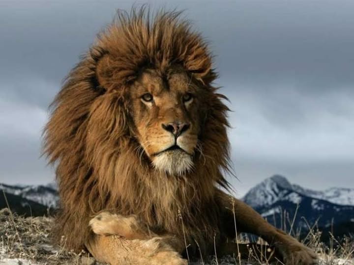 El 10 de agosto se celebra el Día Mundial del León, el Rey de la Selva, con la finalidad de generar conciencia de conservación y alertar a la humanidad sobre su inminente peligro de extinción como especie.
#TenemosMemoria
