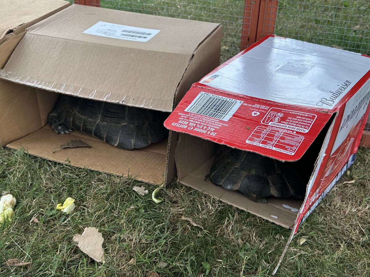 nyssa7's tweet image. At the end of a tough day sunbathing, the tortoises park up in their separate garages 😎