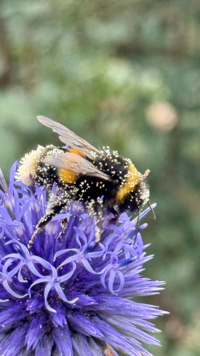 Someone was a busy bee today. Having a lovely time all covered in pollen
.
.
.
.
#bee #nature #pollinators🐝 #flowers #blue #yellow #black