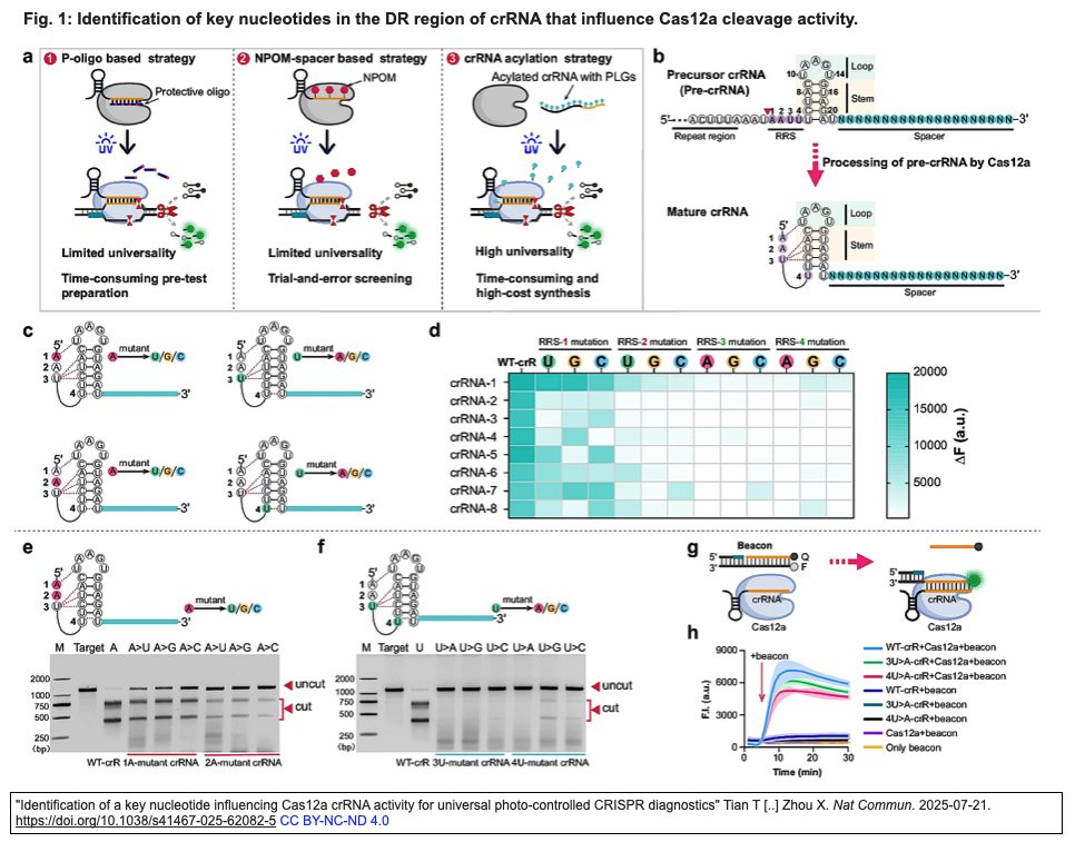 ScienceCrisp's tweet image. &quot;Identification of a key nucleotide influencing Cas12a crRNA activity for universal photo-controlled CRISPR diagnostics&quot;
Tian T [..] Zhou X. Nat Commun. 2025-07-21.
doi.org/10.1038/s41467…
… a four-nucleotide segment within the Cas12a crRNA direct repeat (DR) region …