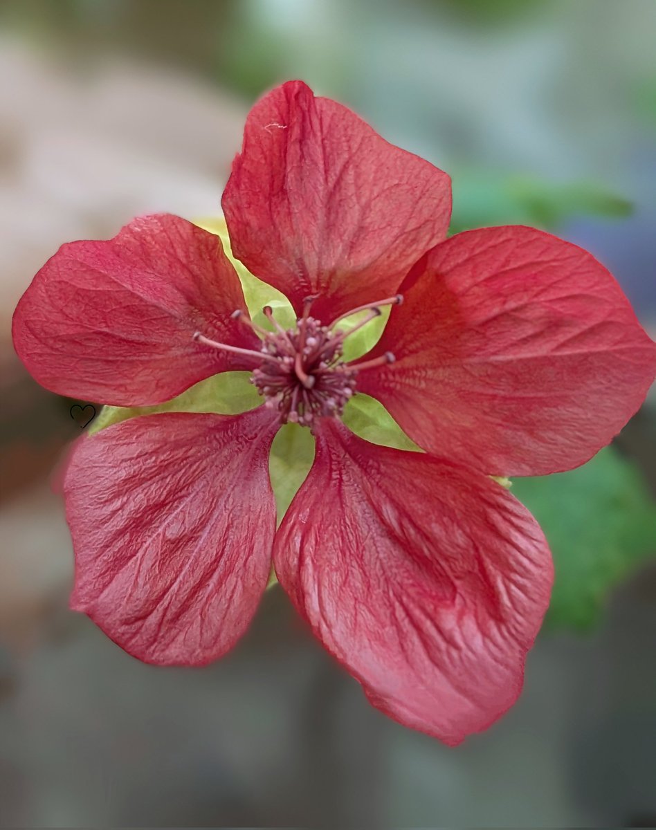 gapple340's tweet image. おはよう ♡  ̖́-  abutilon
アブチロン の べにひめ
「良い便り」「恵まれた環境」「尊敬」