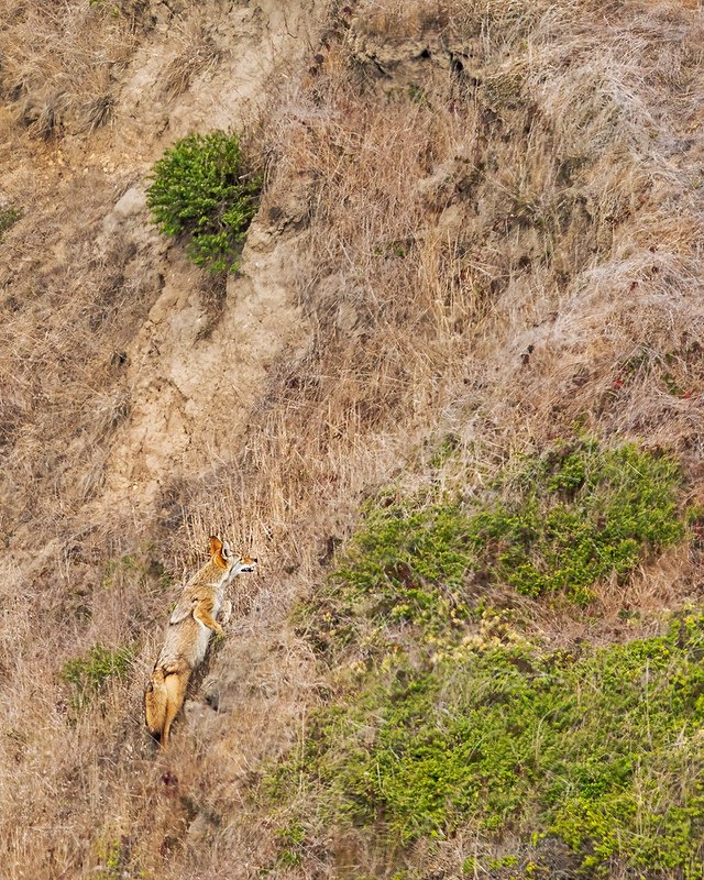 HourlyYote's tweet image. [🔗](api.tinyfox.dev/hourly/yotes/4…)