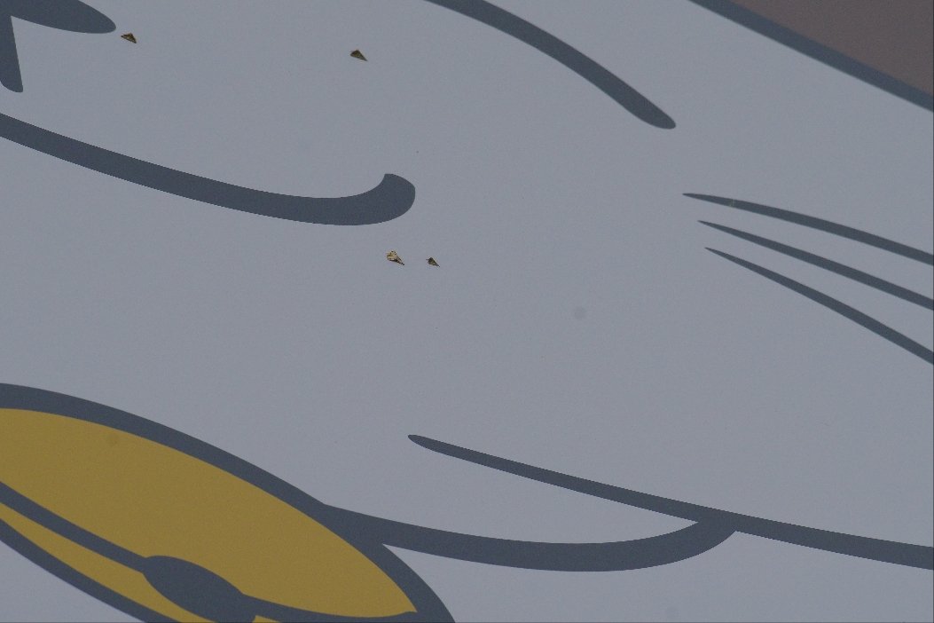 crow_research's tweet image. まねきねこのソバカスの大半は、カシワマイマイだった。