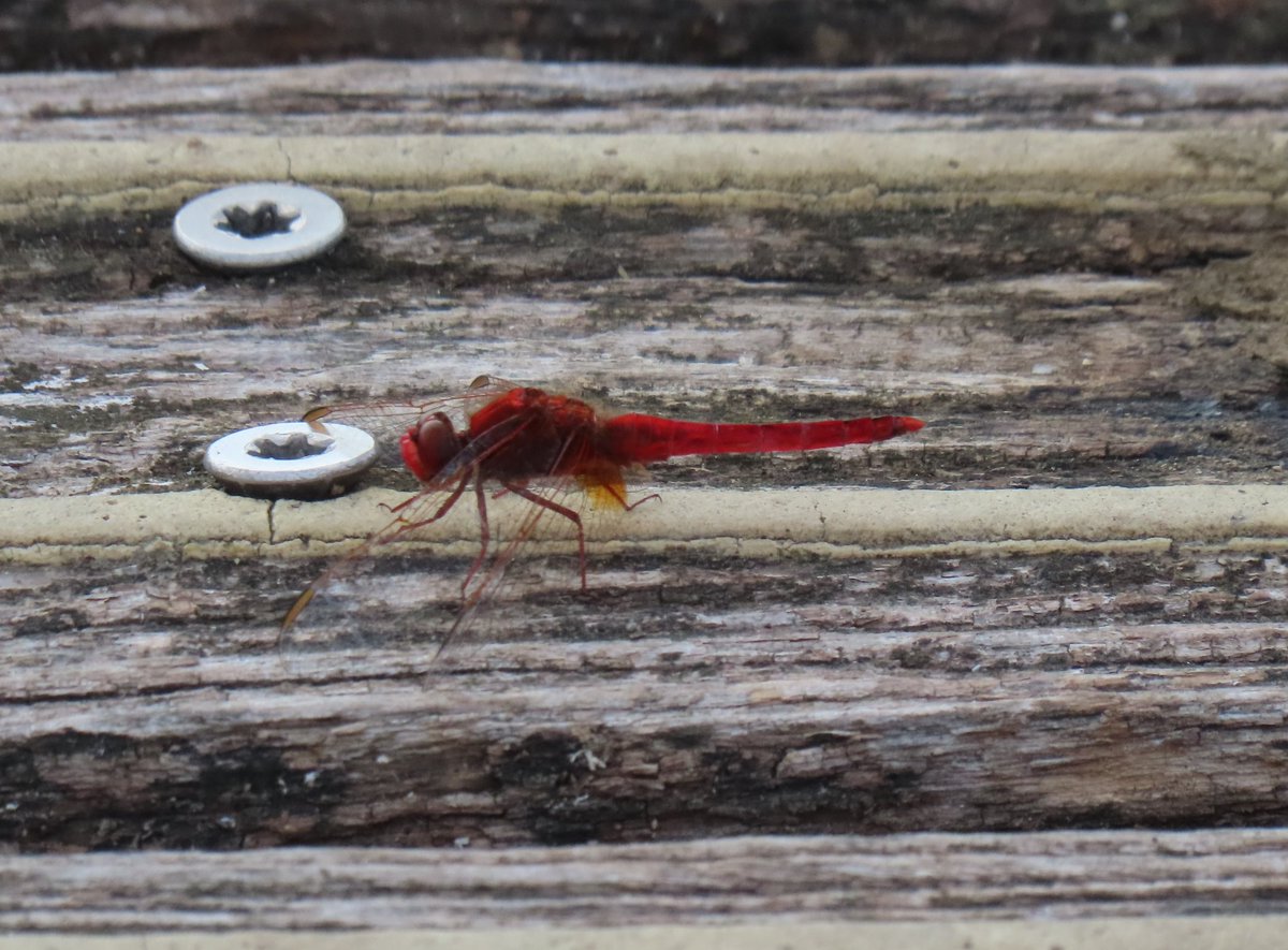 Found two Broad Scarlet dragonflies at Oude Maas, south of Rotterdam. Difficult to find a database of European records, so not sure whether they are rarities here...?
Apologies for the poor quality shot, but time was short and couldn't get closer.