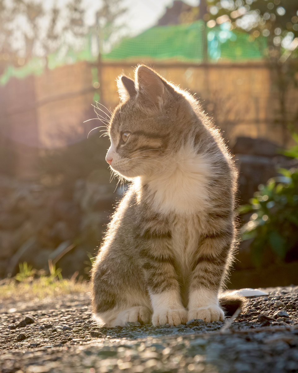 simabossneko's tweet image. ちっちゃくたってカッコいい✨
So cute and cool✨
#猫 #cat #思い出