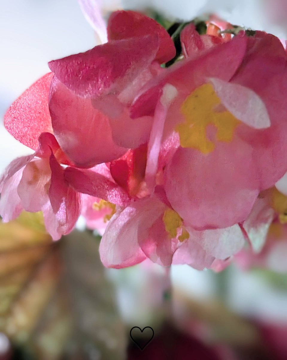 gapple340's tweet image. 地震に 台風に 猛暑 🫠
7月最後の週 ご安全に ♡
ベニバナベゴニア 「親切」
「大志」「丁寧」「釣り合いが良い」
近くで見たら透けてるの 🤭