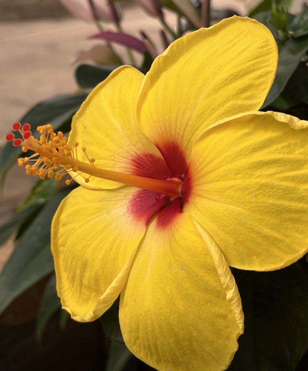 おはよう　月曜日

暑かった7月ももうすぐ終わるね

今月最後のビタミンカラーは

南国の花　ハイビスカスだよ