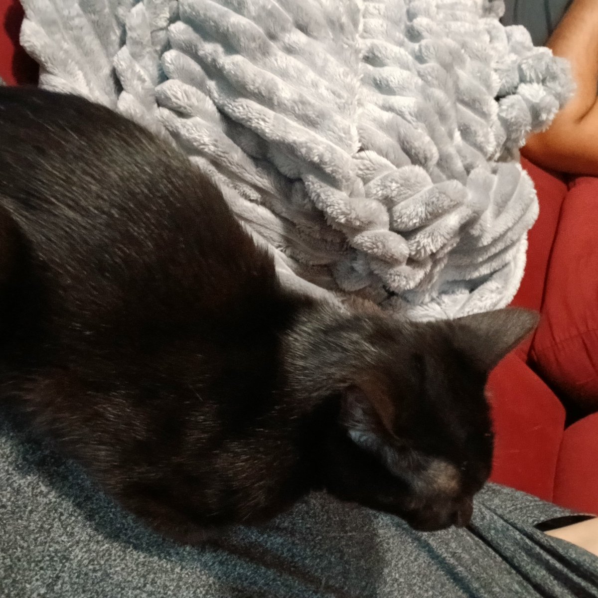 nicleibss's tweet image. Tem um gato deitado em cima de mim oq eu faço
