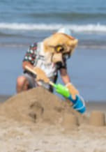 ToastIsADog's tweet image. Not sure what his goals were but he seems happy