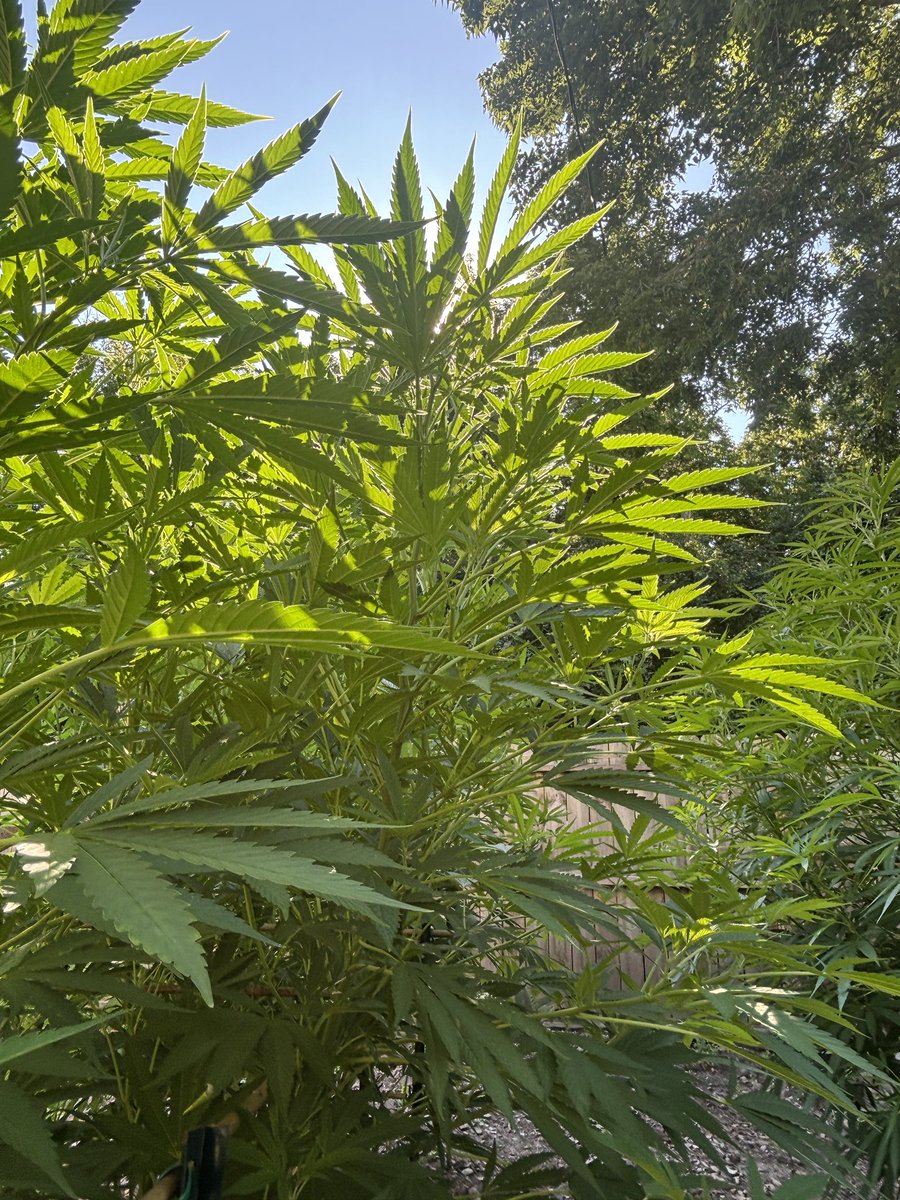 WeedVet's tweet image. …make The green grass grow…

     …all around and around…