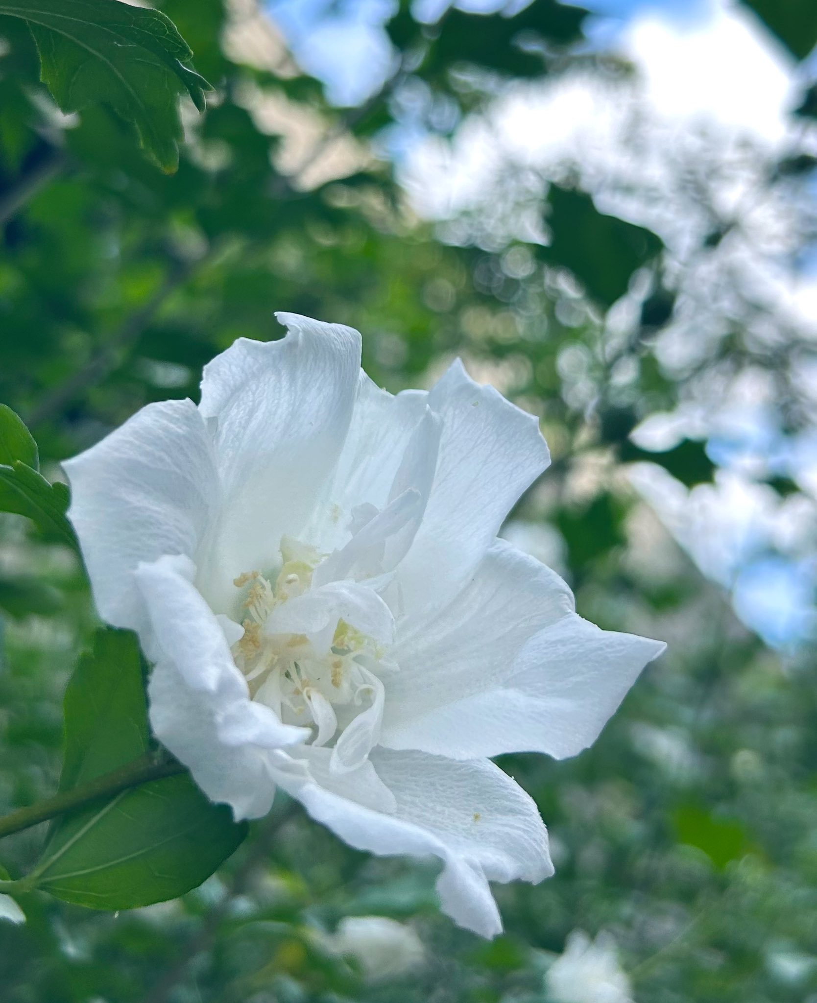 ✿ Rosemary ✿ on X: 