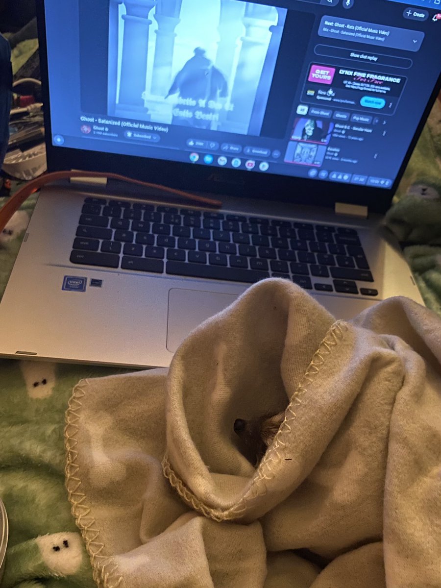 hjml__'s tweet image. Shadow loved to be wrapped up like a burrito apparently 😂 he’s napping now I’ve done it