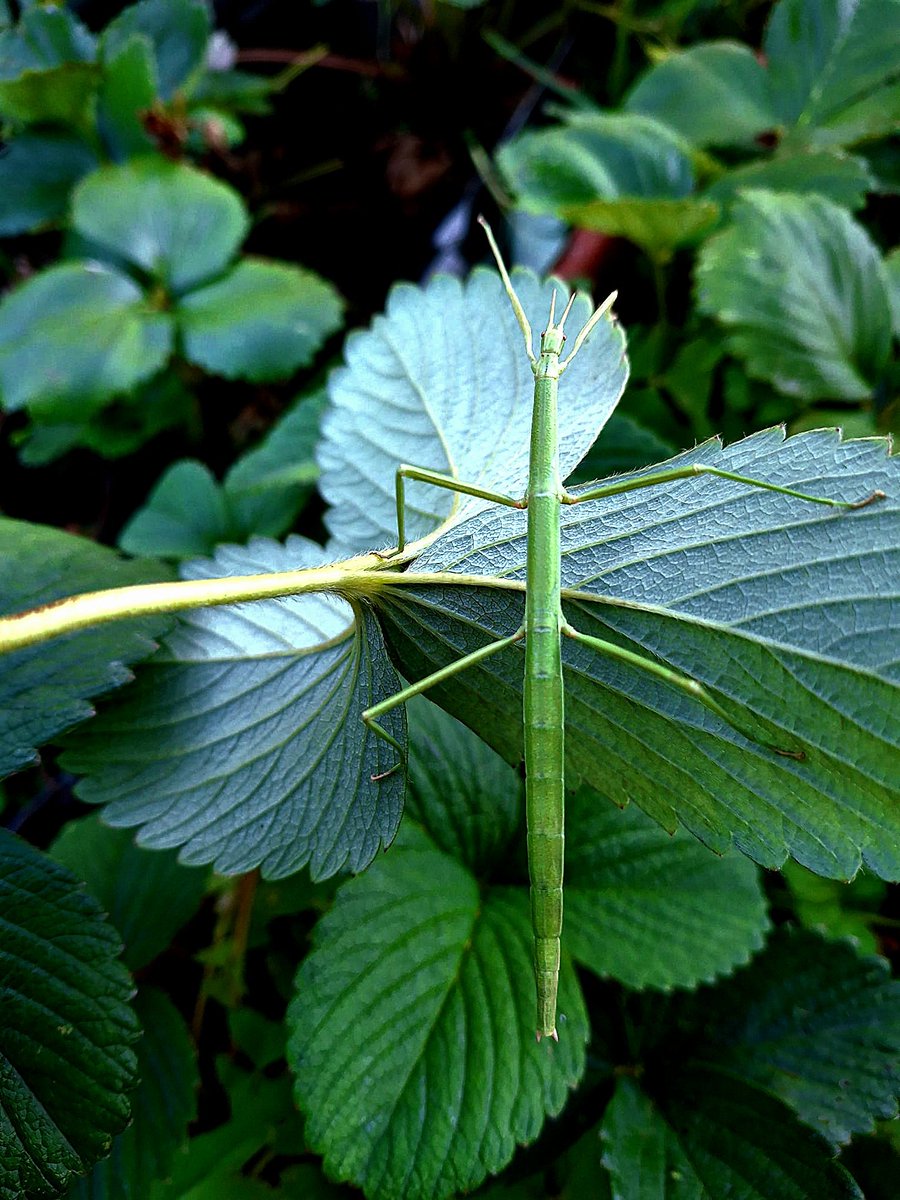 Clonopsis gallica is a parthenogenetic stick insect native to southern Europe. Its unique reproduction strategy allows populations to persist without males
#science #insect <a href="/IndurotUniovi/">Indurot</a> #entomology #entomología #insecto #Ciencia #nature #arthropods