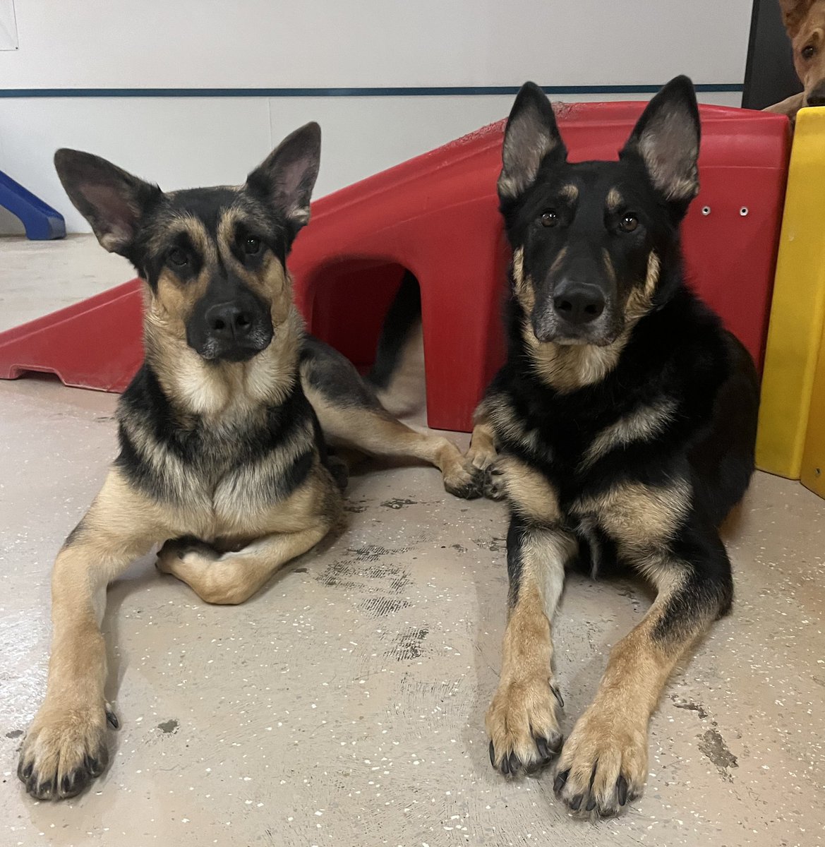 CoachTKelly1's tweet image. The boys taking a break from Sunday Funday 
#ADayinMaxsLife  #GSD