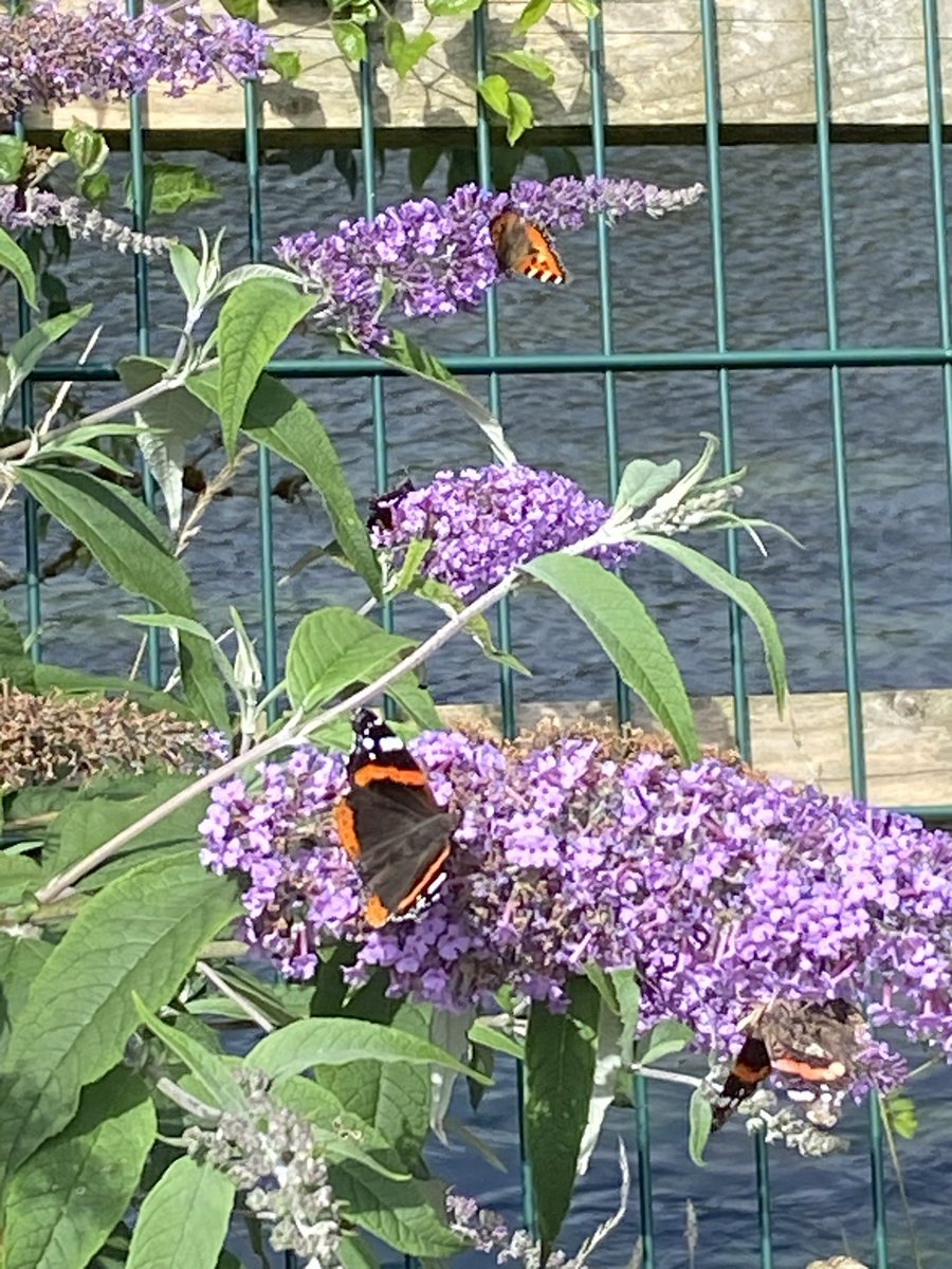 Timbre_Breda's tweet image. I am biased when it comes to Butterflies 🦋😂
I counted 30 today