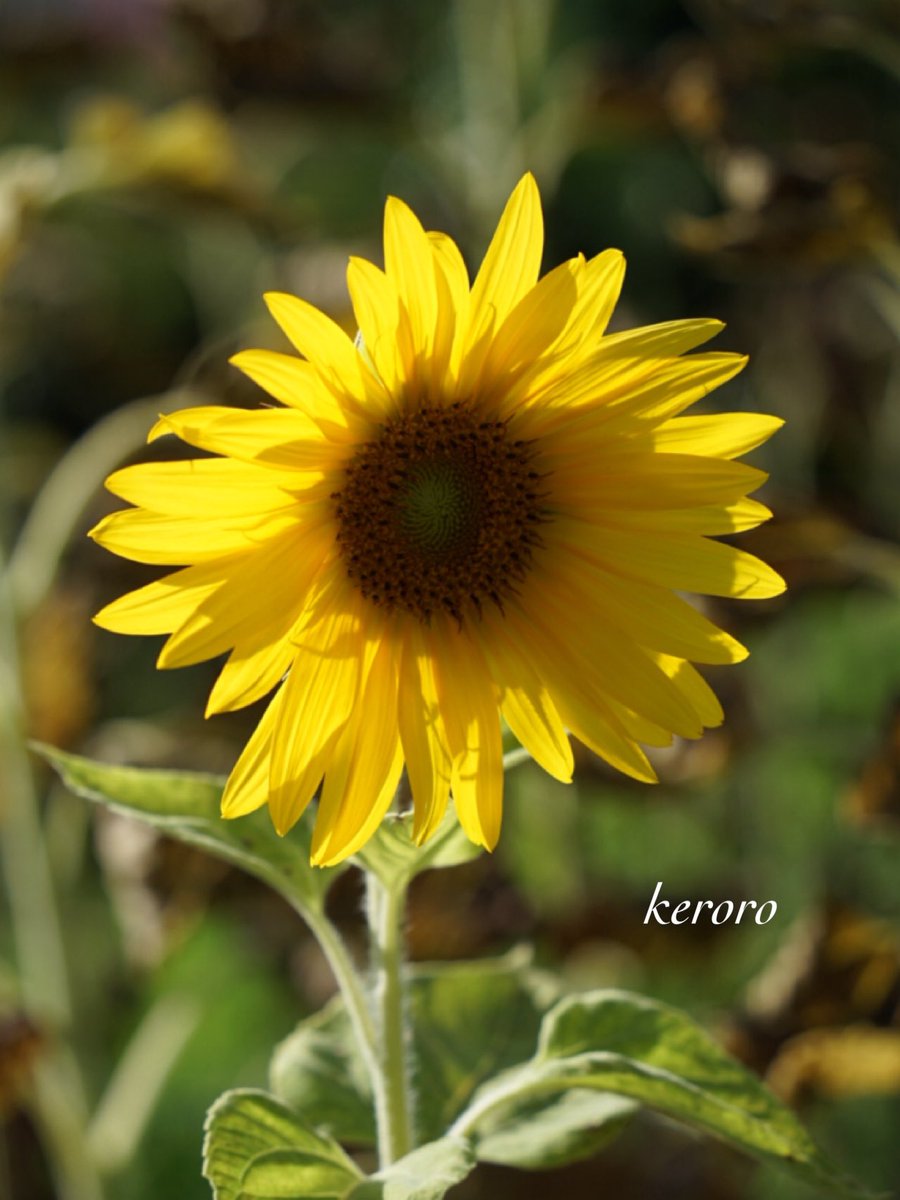 おはようございます😊

7月28日      月曜日   ☀️

いつもありがとう
　　　　ございます🙏

今週も宜しく
　　　お願いします🙇

穏やかな良き週と
         なりますように🍀