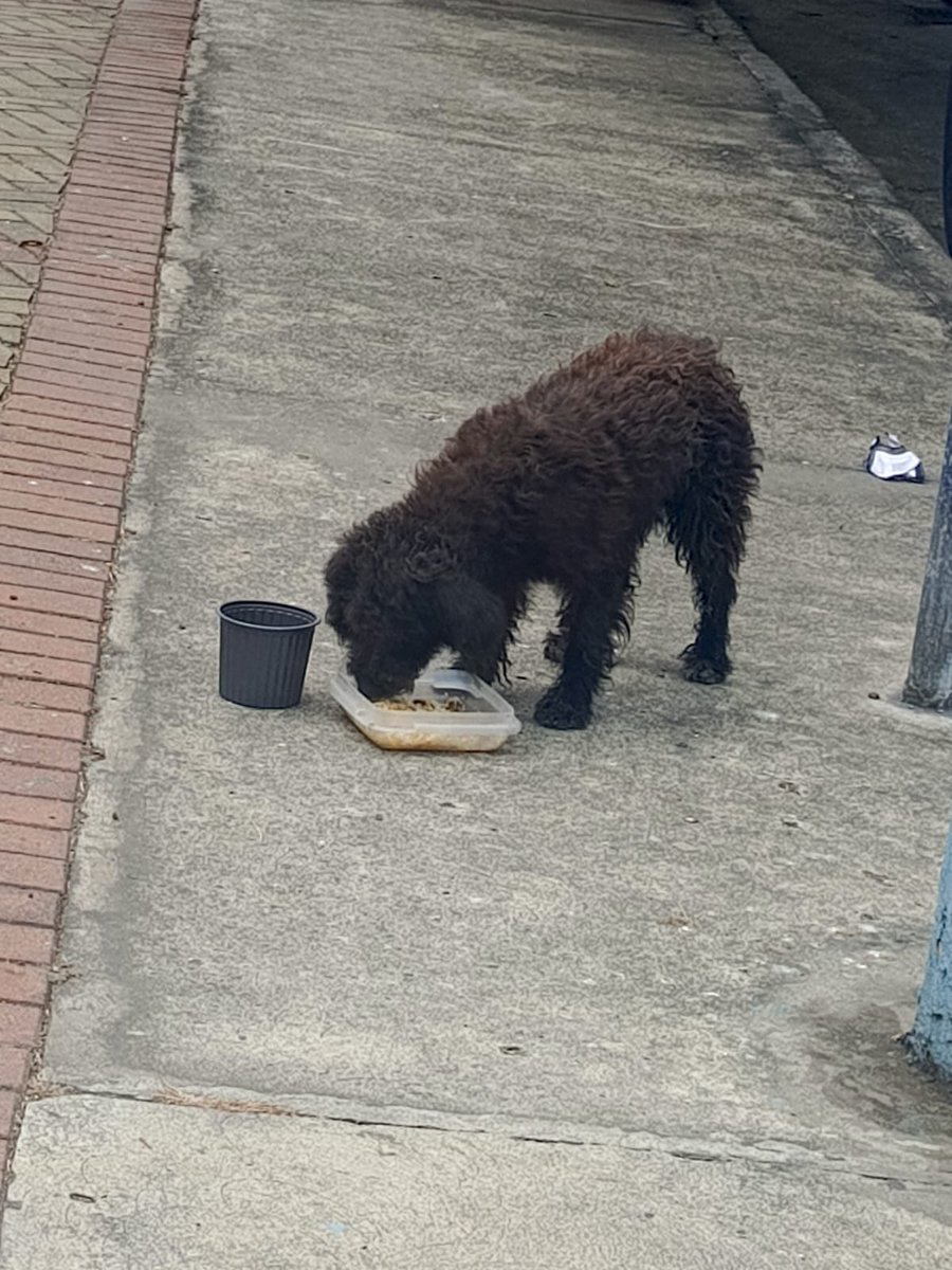 #ENCONTRADA  #GUAYAQUIL
Fecha: 2025-07-27
Sector: Sur, cdla. 9 de octubre Entrando por la Calle 7ma, hasta el parque de la madre.
Sexo: Hembra
Raza: Mestizo
Observación: Mediana, color negro pelaje rizado
Contacto: 0978770146
¡Ayúdalo a volver con su familia!
 #AlertaMePerdí