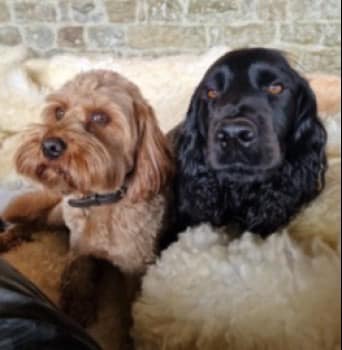 muddypawscrime's tweet image. 2 dogs don't just disappear , SOMEONE has information
If you know anything at all no matter how small please speak to us IN CONFIDENCE
@MissingPetsGB @rosieDoc2 @HunnyJax #SHARESUNDAY
