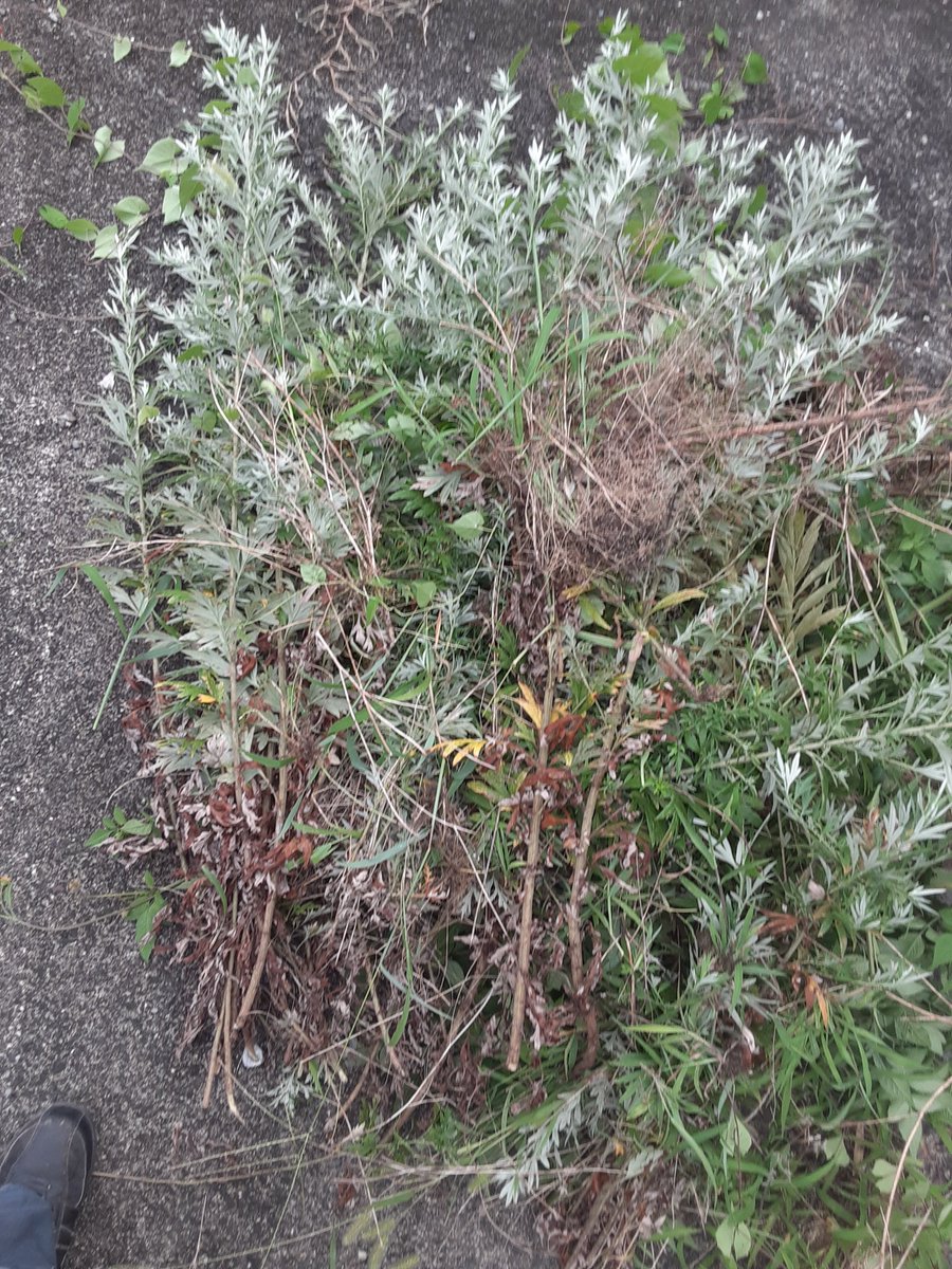 毎日気温が上がる前に
少しずつ草刈りと草むしりを
太陽🌞出てきたから本日終了