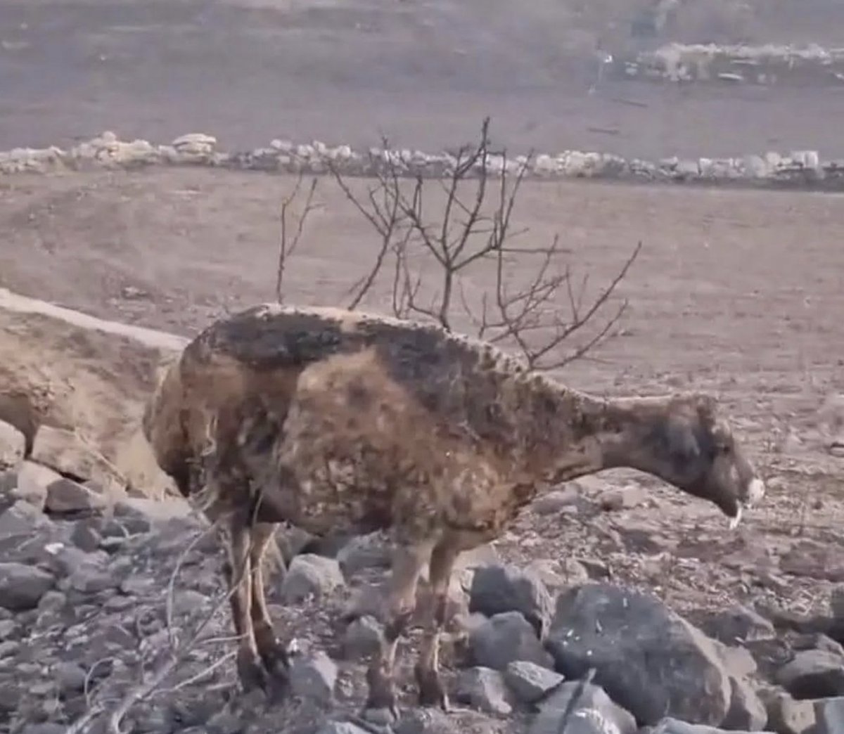 'Bakın, göreceksiniz
Yakan,
Yıkan,
Bozan,
Ölüm saçan ellerinizden ayırmayın gözünüzü.
Onlar boğacak sizi.
Yavaş ve acı içinde kesilecek nefesiniz,
Henüz gelmeden eceliniz,
Yaktığınız can kadar yanacaksınız.'