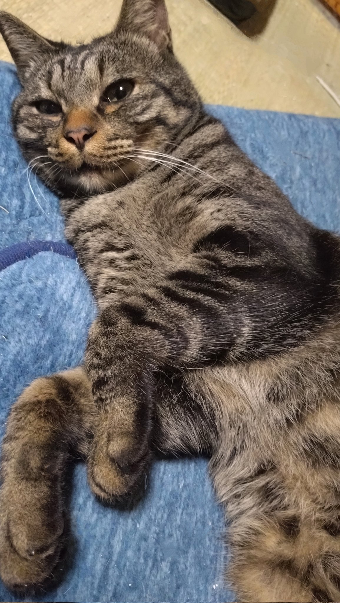 ねこまみれ 猫まみれ | 猫本サロン 京都三条サクラヤ