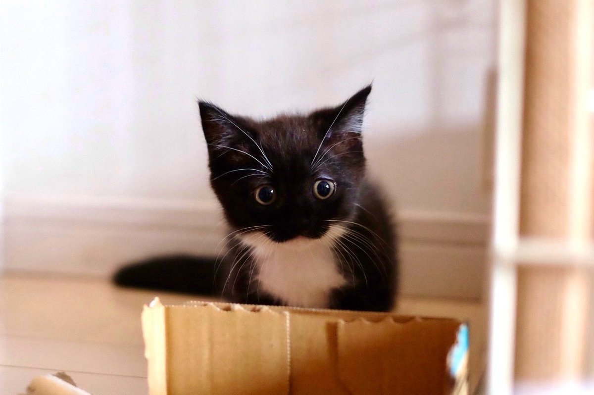 For some reason, Uni turned back into a kitten!