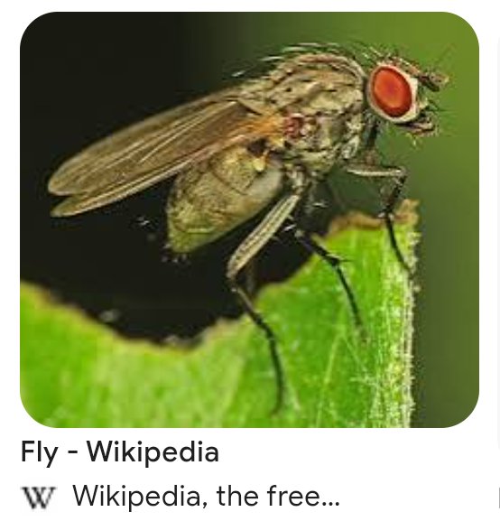 rock42015's tweet image. Do we have an animal equivalent to this, like an animal that is common and just exists. Some kind of "walk" animal you know