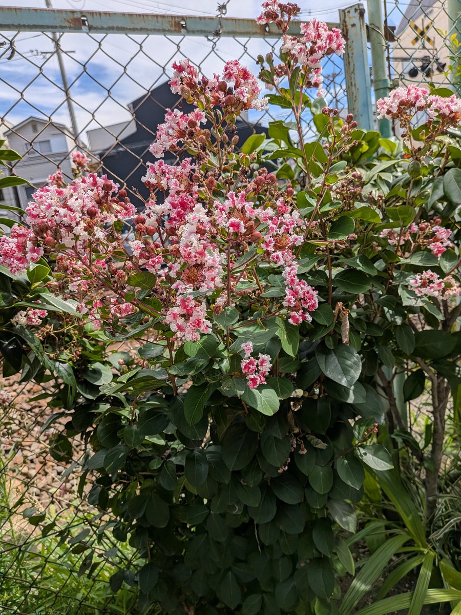 仲良し!　昨日線路沿いに咲いているお花の写真を撮っていると綺麗に撮れましたかね?の声に振り向くと優しそうなおばあちゃんがニコニコ顔でこちらを見ていました…そばには娘さんかなお嫁さんかな側に寄り添い仲良し親子に見えほっこりした気持ちになりました…皆様今日も素敵な１日をお過ごし下さいね