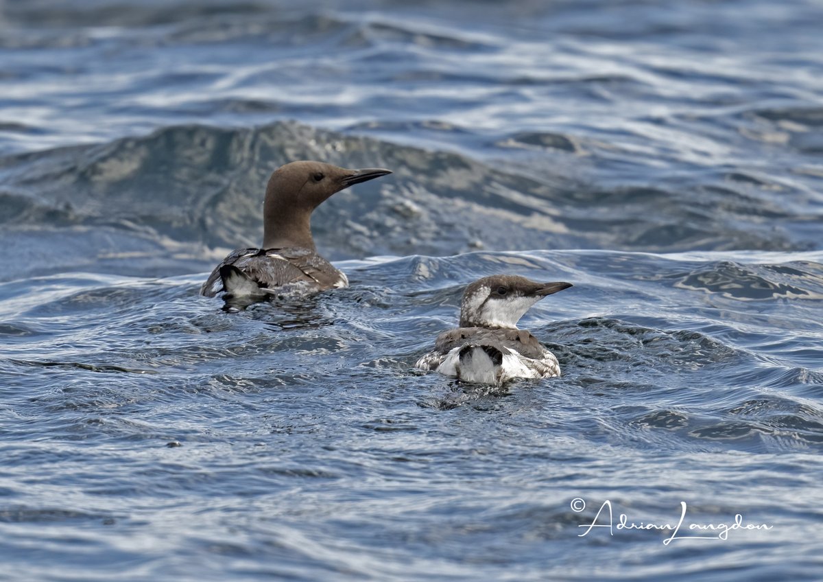 Superb day out of Falmouth yesterday leading a 7 hour pelagic trip for <a href="/naturetrektours/">Naturetrek</a>  with @AKWildlifefalmouth  100's of Manx Shearwaters and Common Dolphins  + Balearic, Stormies, Guillies, Porpoise etc!  #wildcornwall <a href="/camelbirder/">Derek Julian</a> <a href="/Kernowringer/">Peter Roseveare</a> <a href="/BobBosisto/">Bob Bosisto</a> <a href="/JasminaGoodair/">Jasmina Goodair</a>