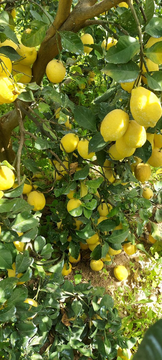 ShadiaHamad01's tweet image. I'm so hungry. My blood sugar is low from not eating. I'm gradually collapsing from hunger and exhaustion. If you're browsing the page, please leave a dot. Just a dot.🫂🙏
This is my land, before the war, I used to live off it, and eat its fruits, the occupation bulldozed and cut…