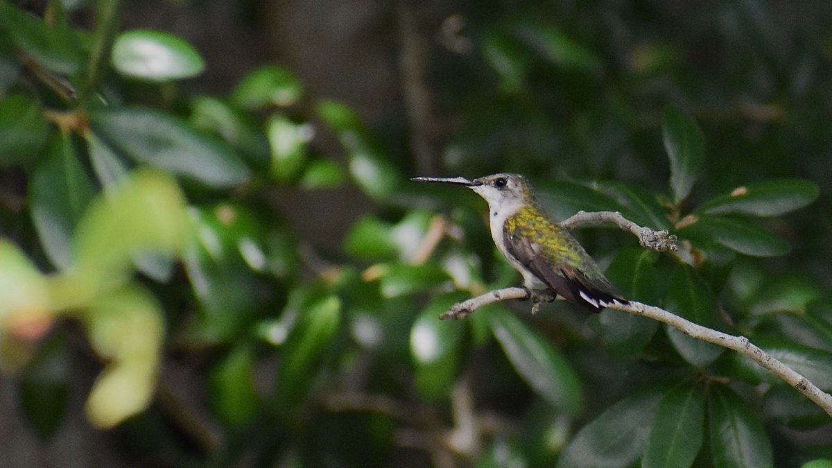 Last week I saw a Ruby-Throated Hummingbird in our back garden go from drinking nectar at russelia flowers to perching on a nearby live oak branch! The throat is "ruby" in males only, with the right light. #OrlandoFL #BirdsSeenIn2025 #ThePhotoHour #NaturePhotography #NatureBeauty