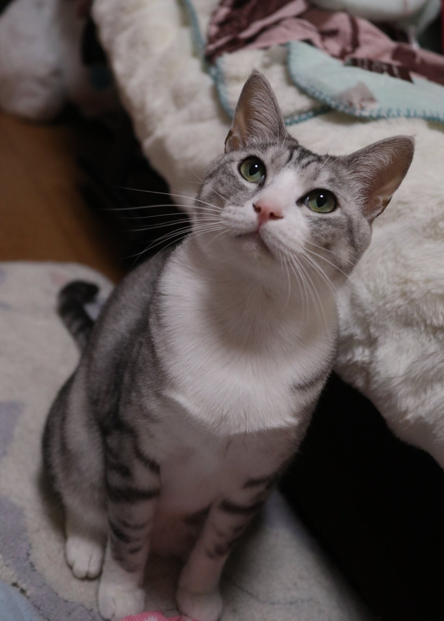 空豆　白猫(くすみ色) ❤︎ハチワレ さくら🐱🌸 (=^_^=) 右前あんよが輝いて見える👀 後ろに